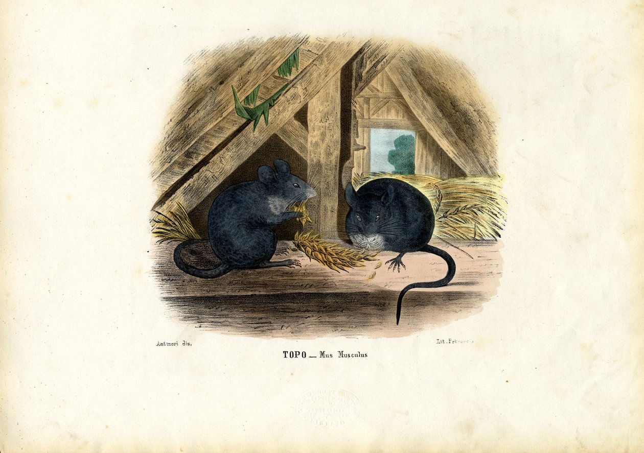 Huismuis, 1863-79 door Raimundo Petraroja