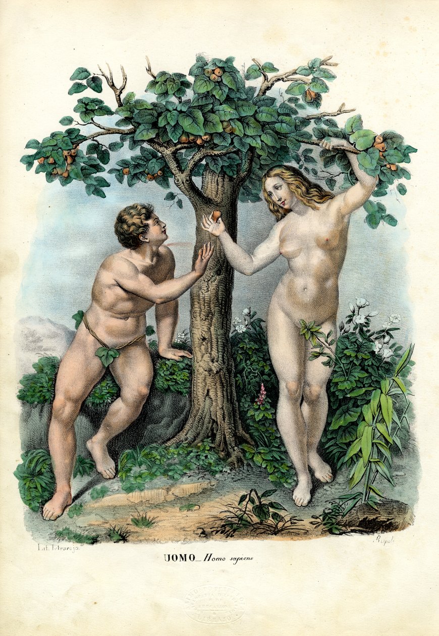 Menselijke rassen, 1863-79 door Raimundo Petraroja