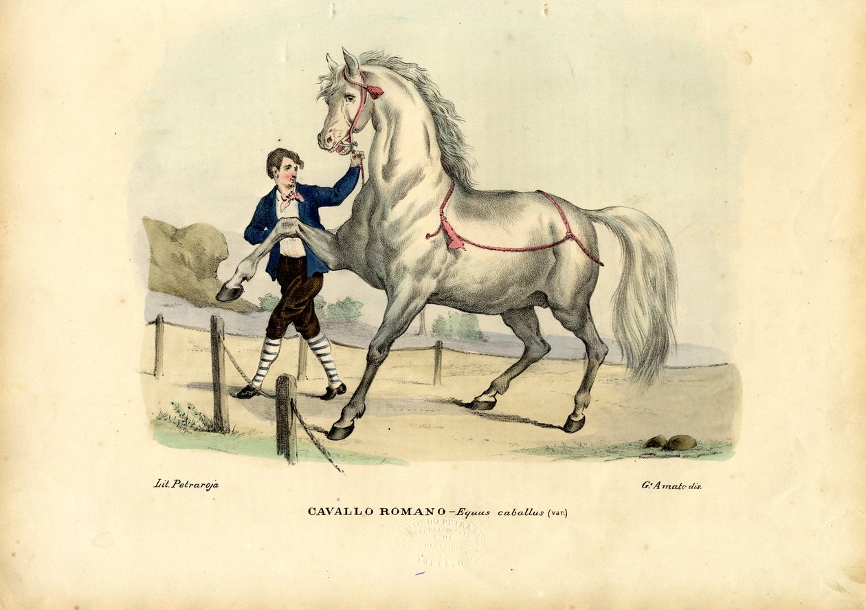 Italiaans paard door Raimundo Petraroja