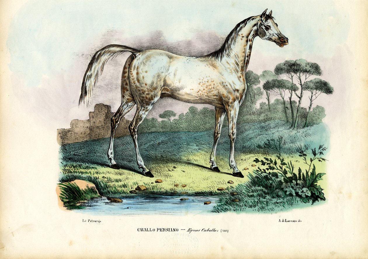 Perzisch paard, 1863-79 door Raimundo Petraroja
