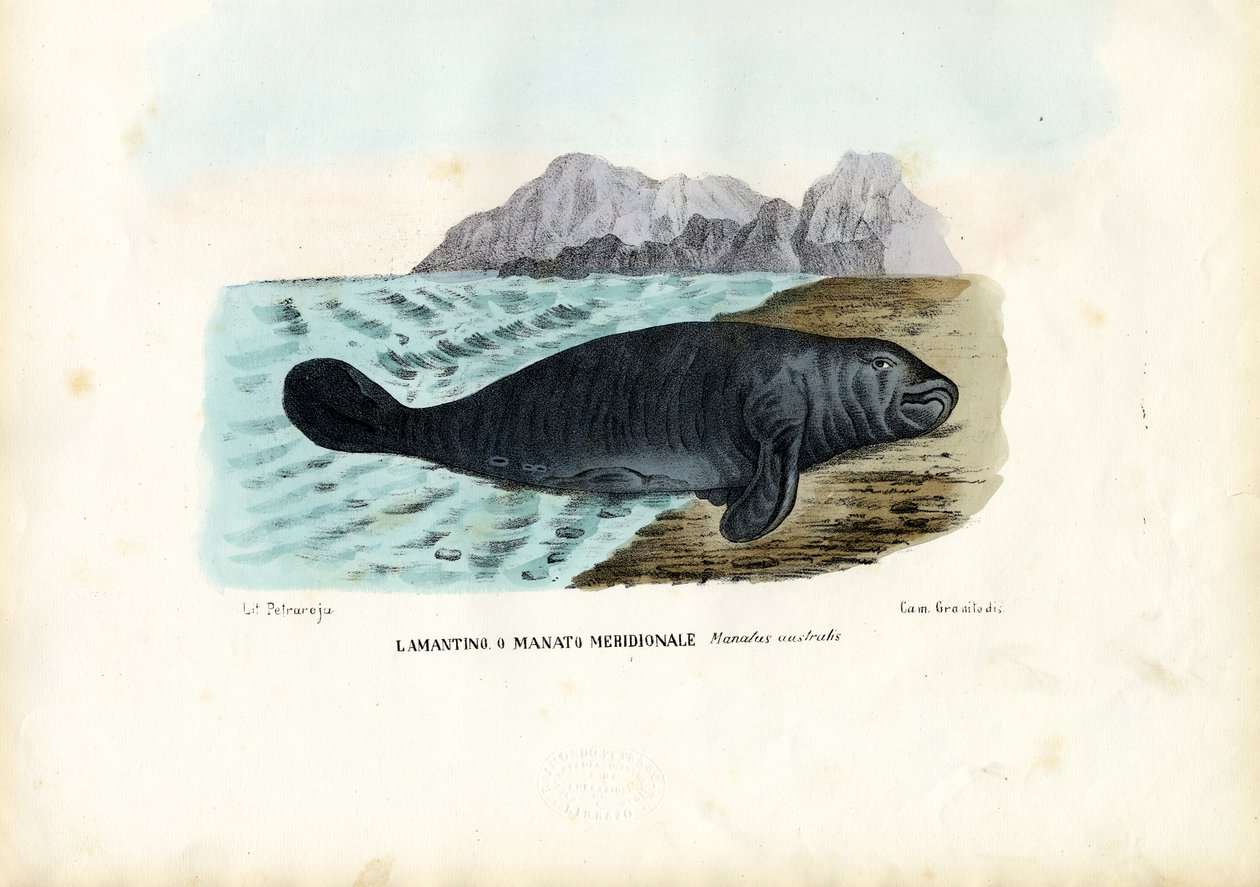 West-Indische Zeekoe, 1863-79 door Raimundo Petraroja