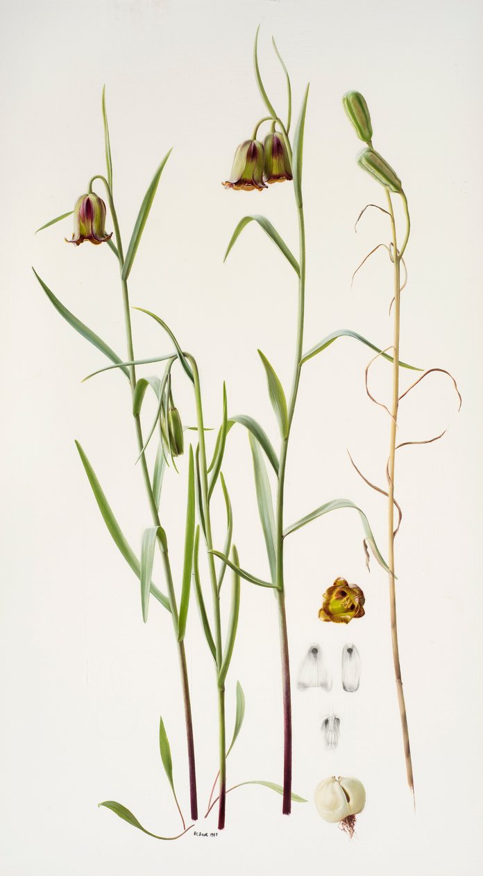 Fritillaria door Raymond Booth