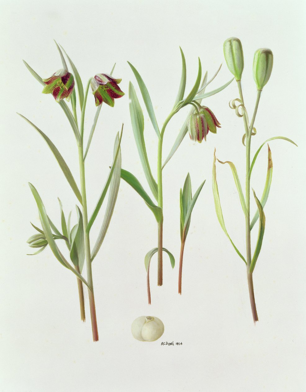 Fritillaria Kurdica door Raymond Booth