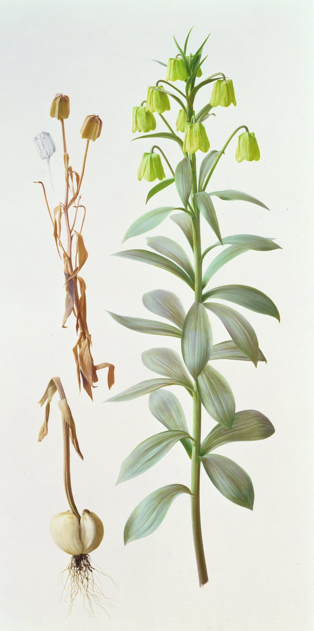 Fritillaria pallidiflora door Raymond Booth