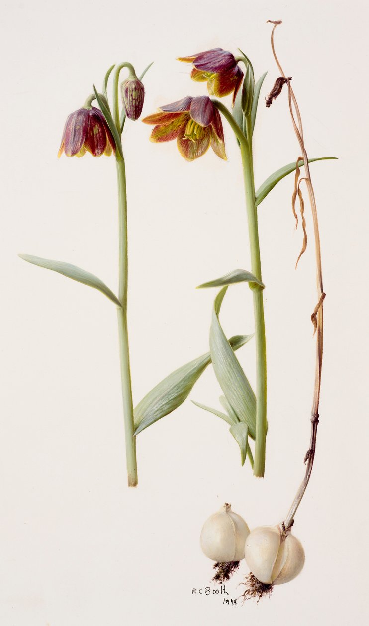 Fritillaria daviesii door Raymond Booth