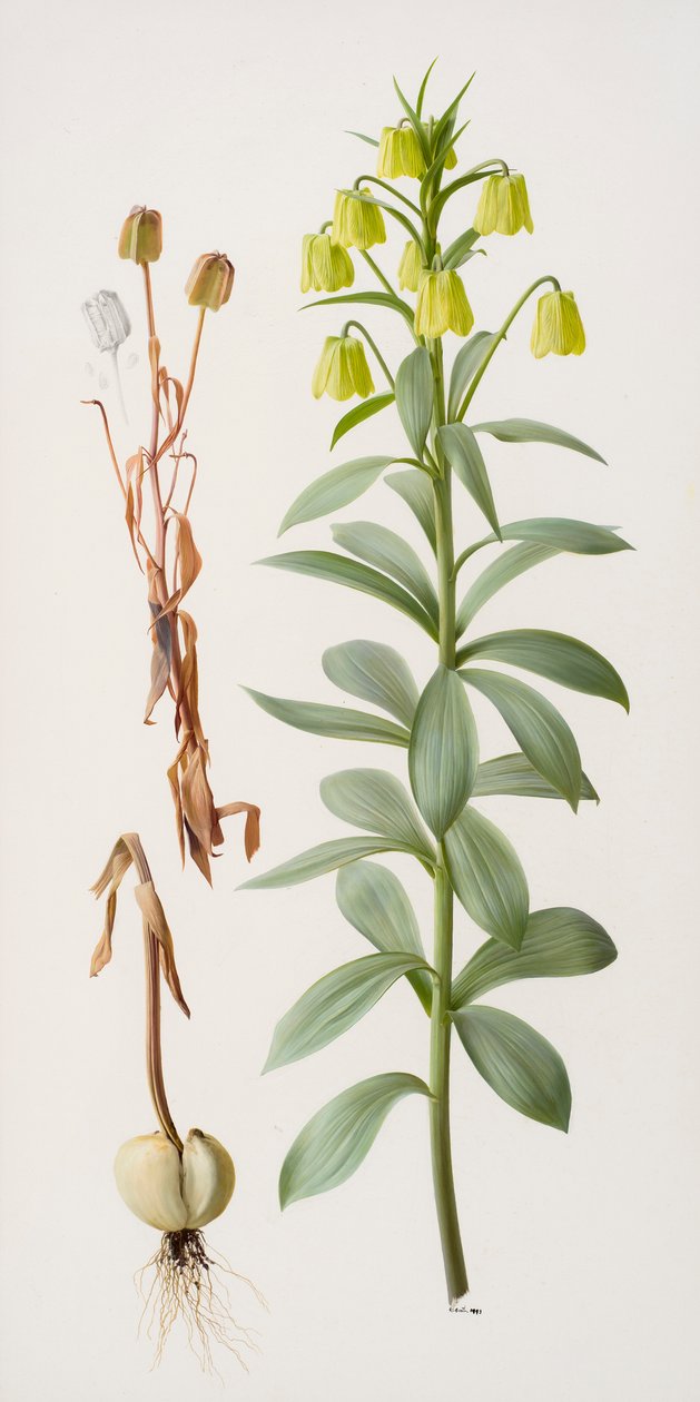 Fritillaria pallidiflora door Raymond Booth