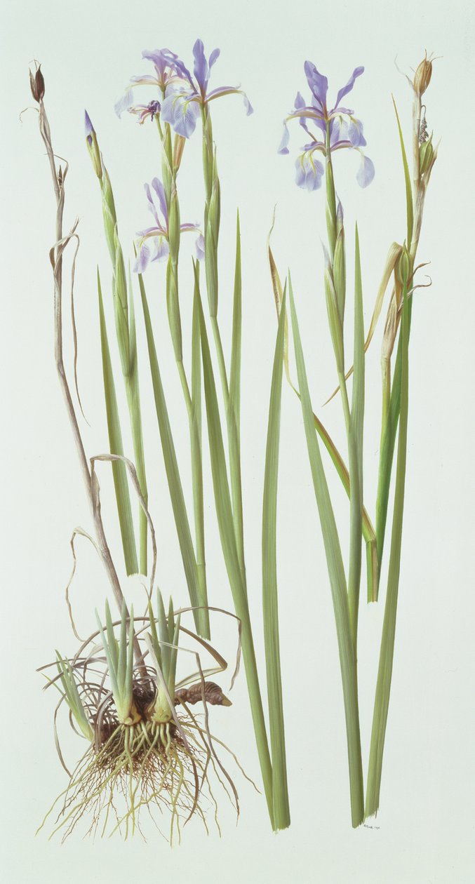 Iris Spuria door Raymond Booth