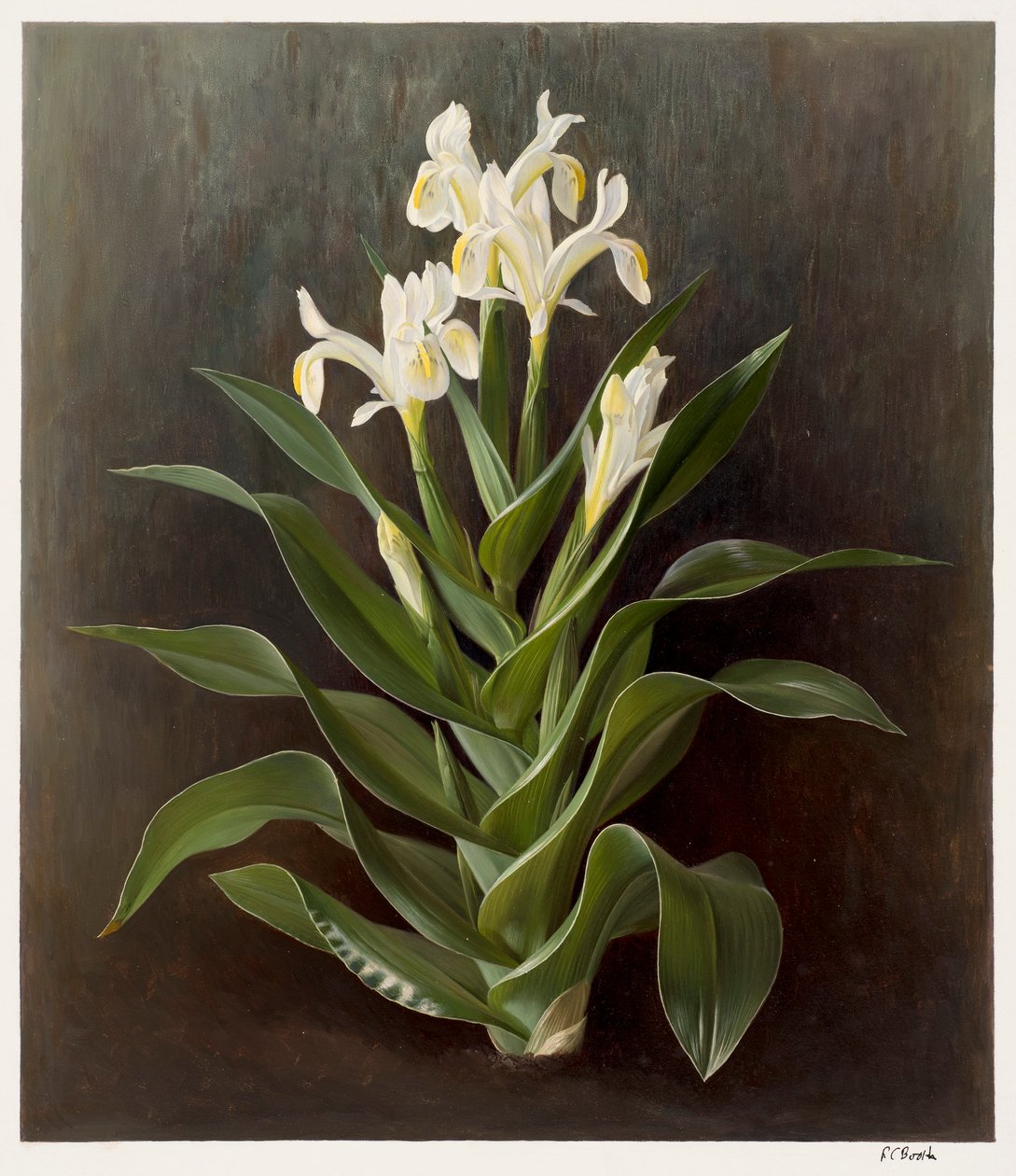 Iris willmottiana alba (olieverf op papier) door Raymond Booth
