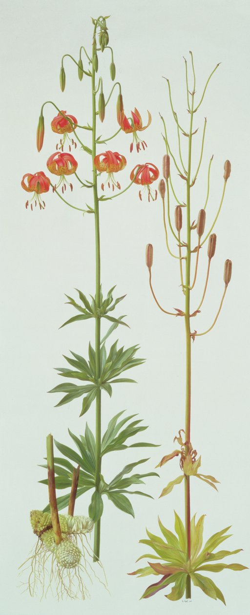 Lelie Pardalinum door Raymond Booth