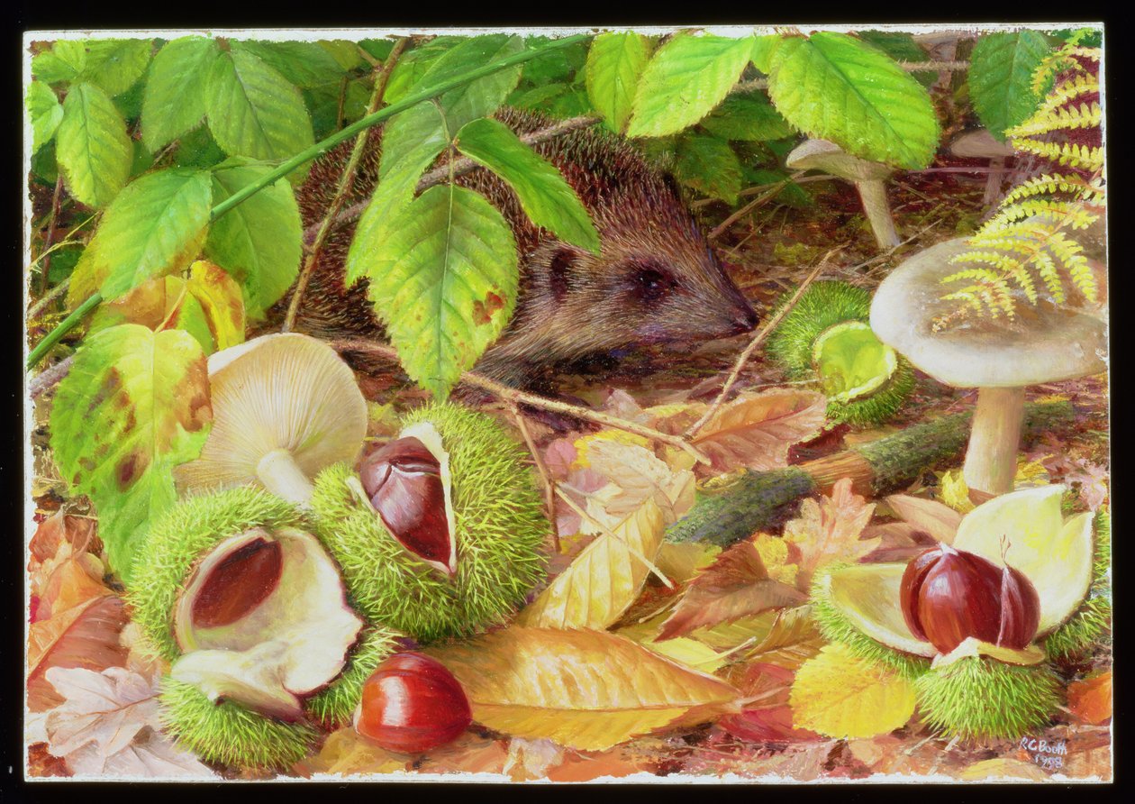 Op de bosgrond in oktober door Raymond Booth