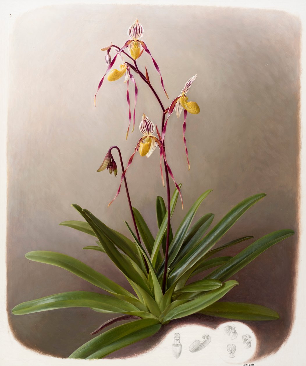 Orchidee door Raymond Booth