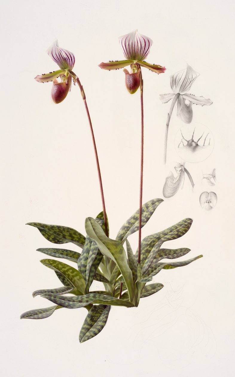 Paphiopedilum barbatum (olieverf op papier) door Raymond Booth