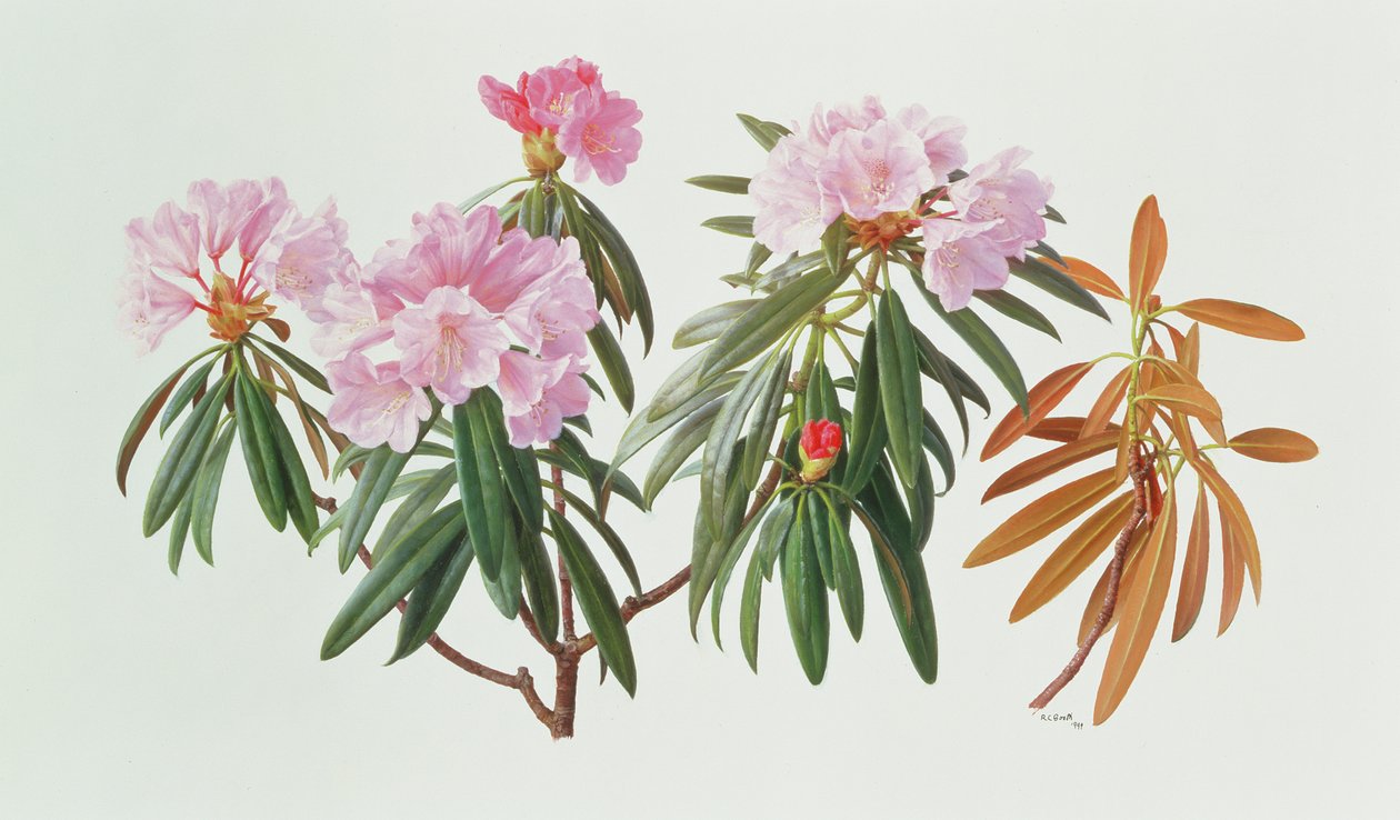 Rododendron Metternichii Micranthum door Raymond Booth