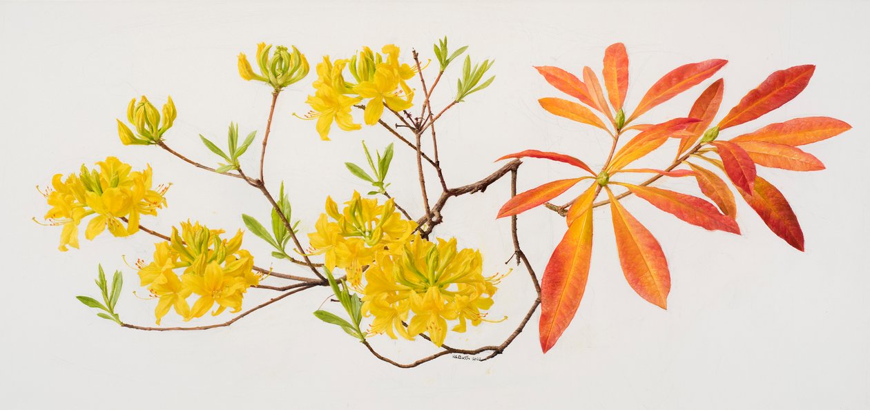 Rhododendron uteum (olieverf op papier) door Raymond Booth