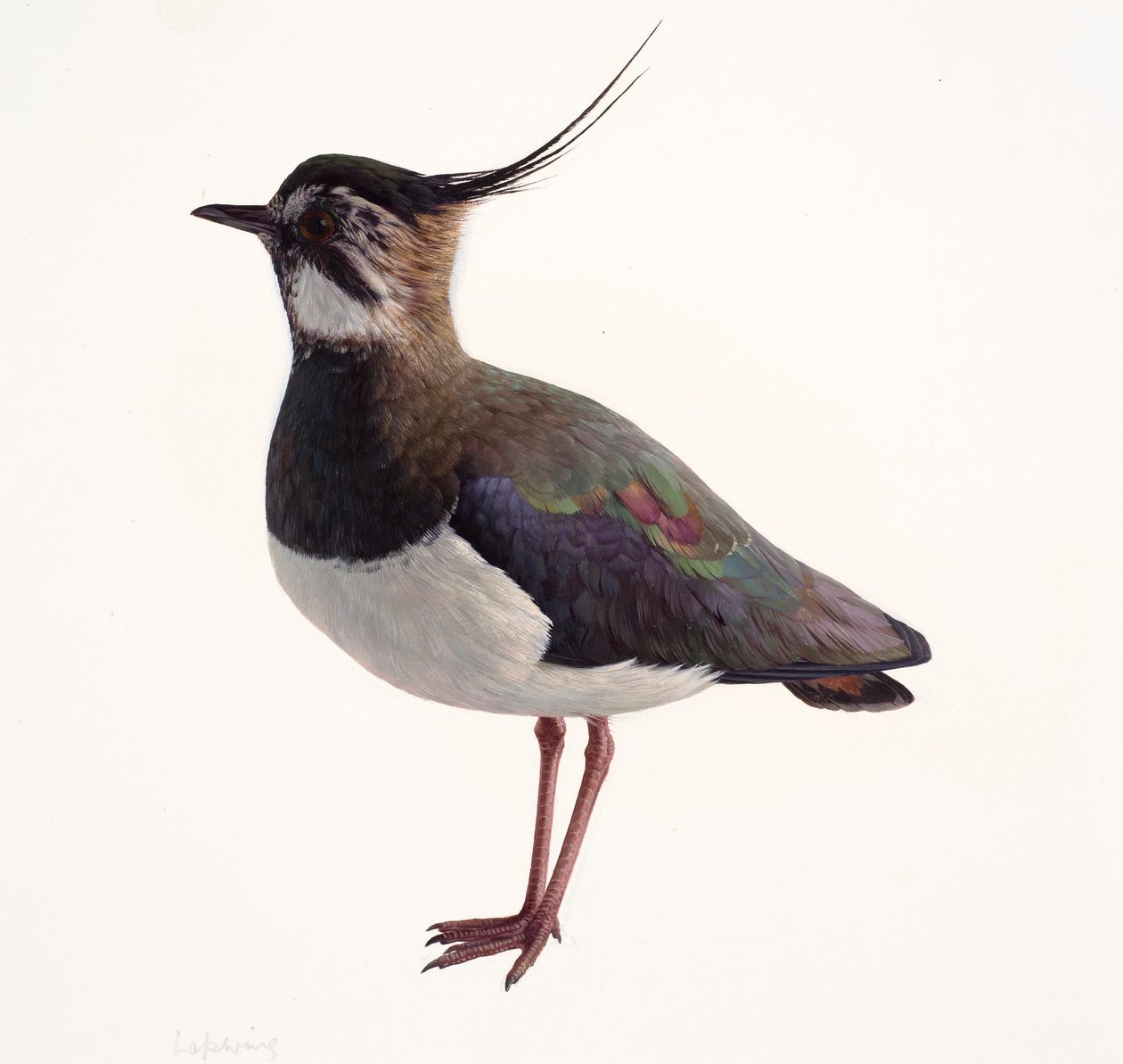 Studie van een kievit (olieverf op papier) door Raymond Booth