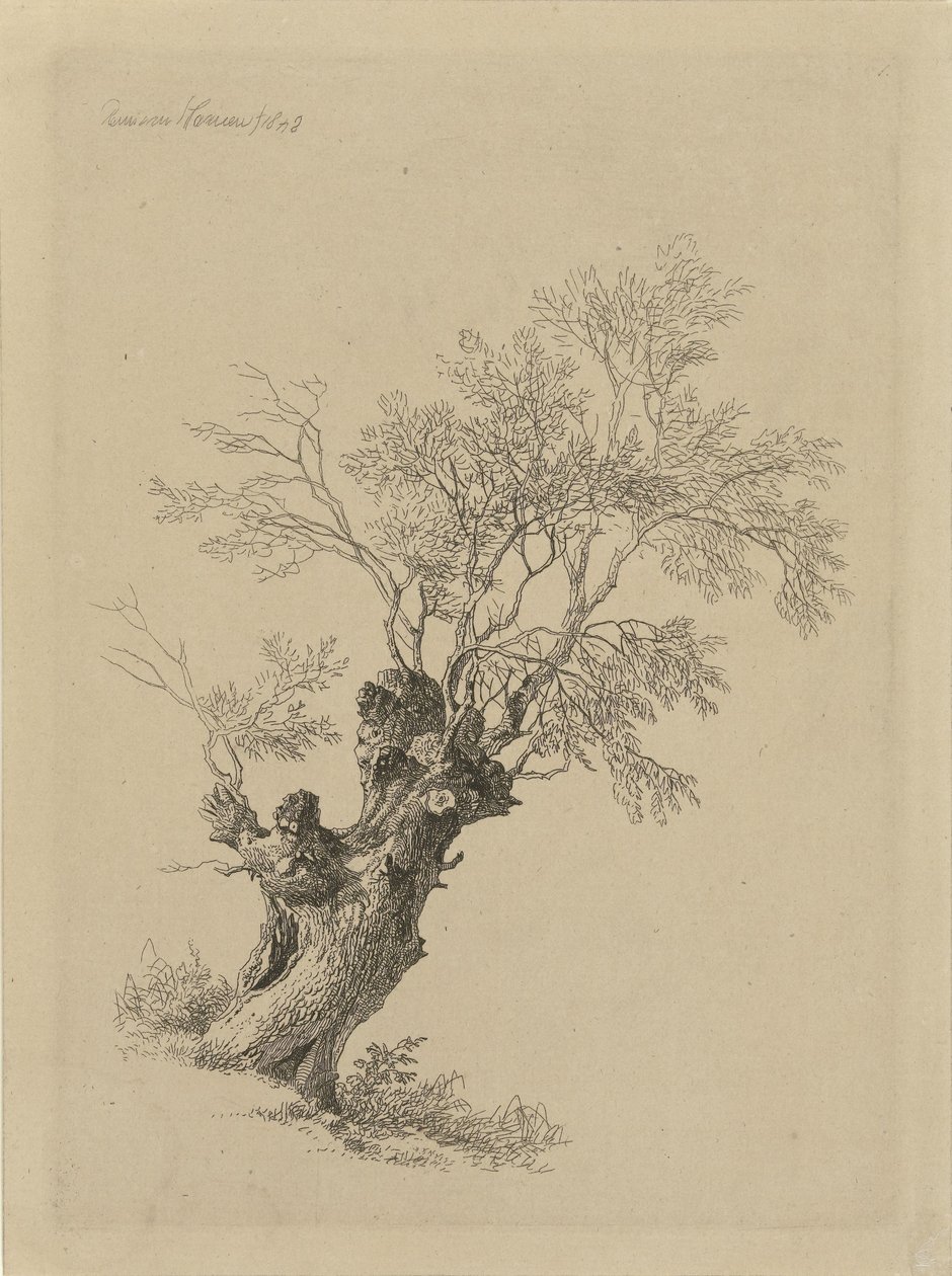 Wilgenboom door Remigius Adrianus Haanen