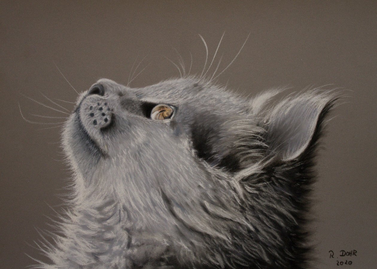 Kattenblik door Renate Dohr