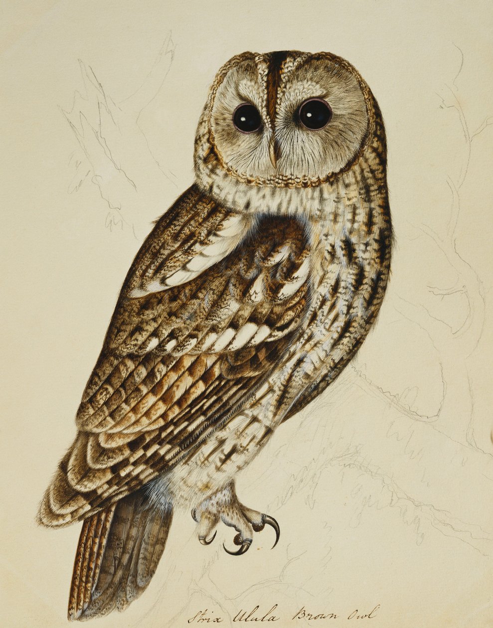 Bruine Uil (Strix Ulula) door Rev. C. Atkinson