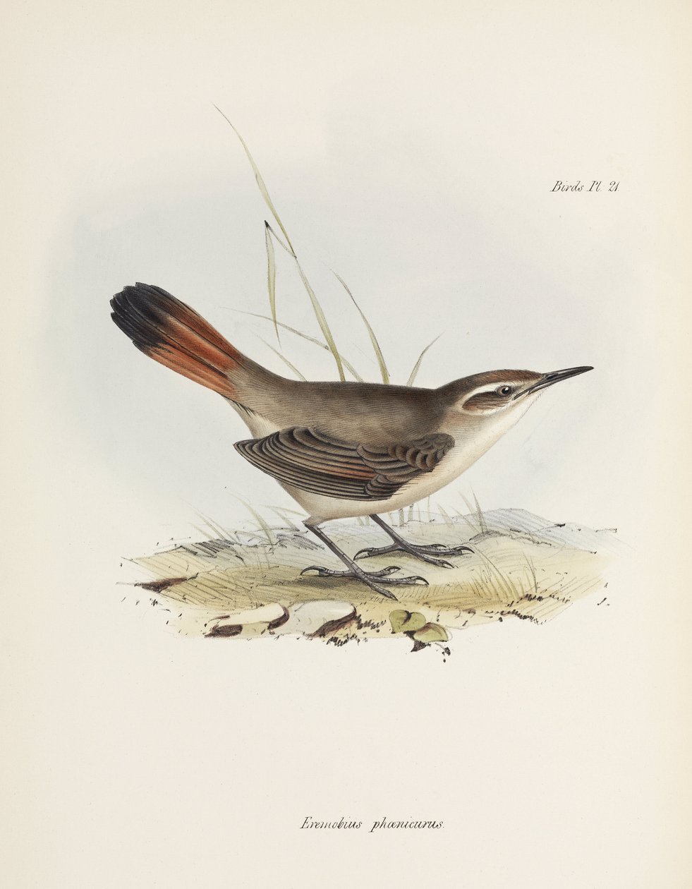 Bandstaart-aardkruiper, Zuid-Amerika, ca. 1832-1836 door John Pardon