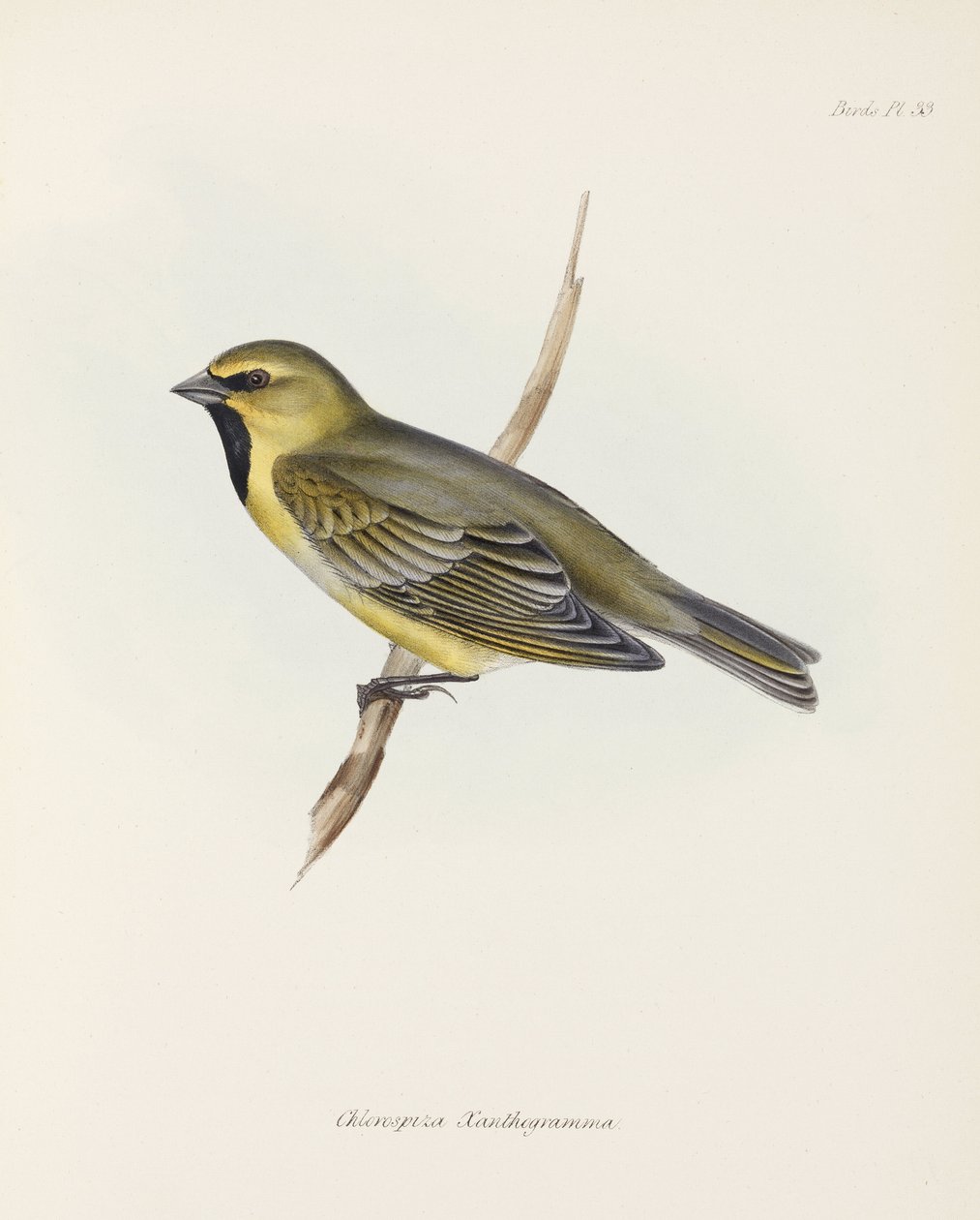 Vink, c 1832-1836 door John Pardon