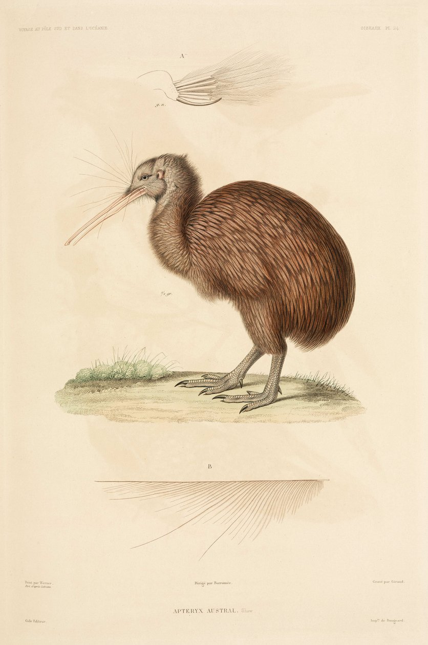 Kiwi, Nieuw-Zeeland door John Pardon