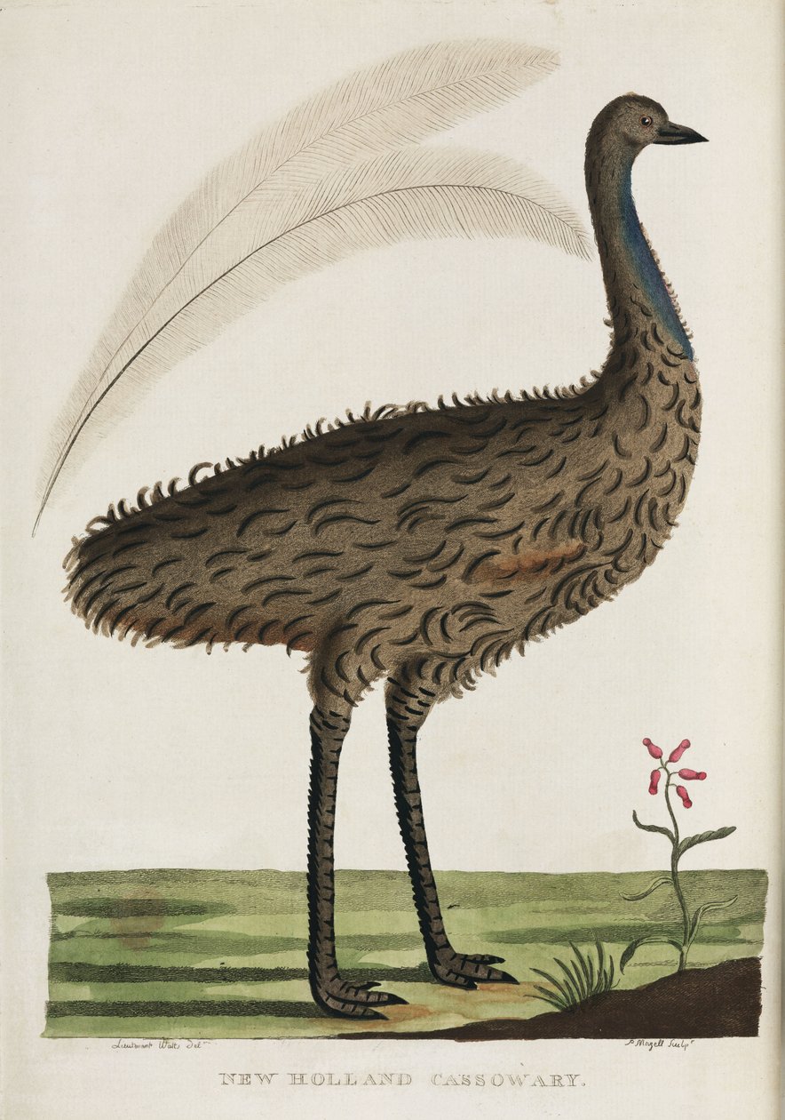 Nieuw-Hollandse Kasuaris, Australië, ca. 1788 door John Pardon