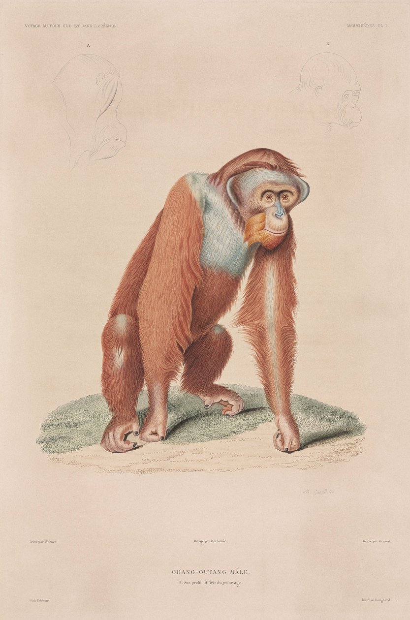 Orang-oetan, Indonesië door John Pardon