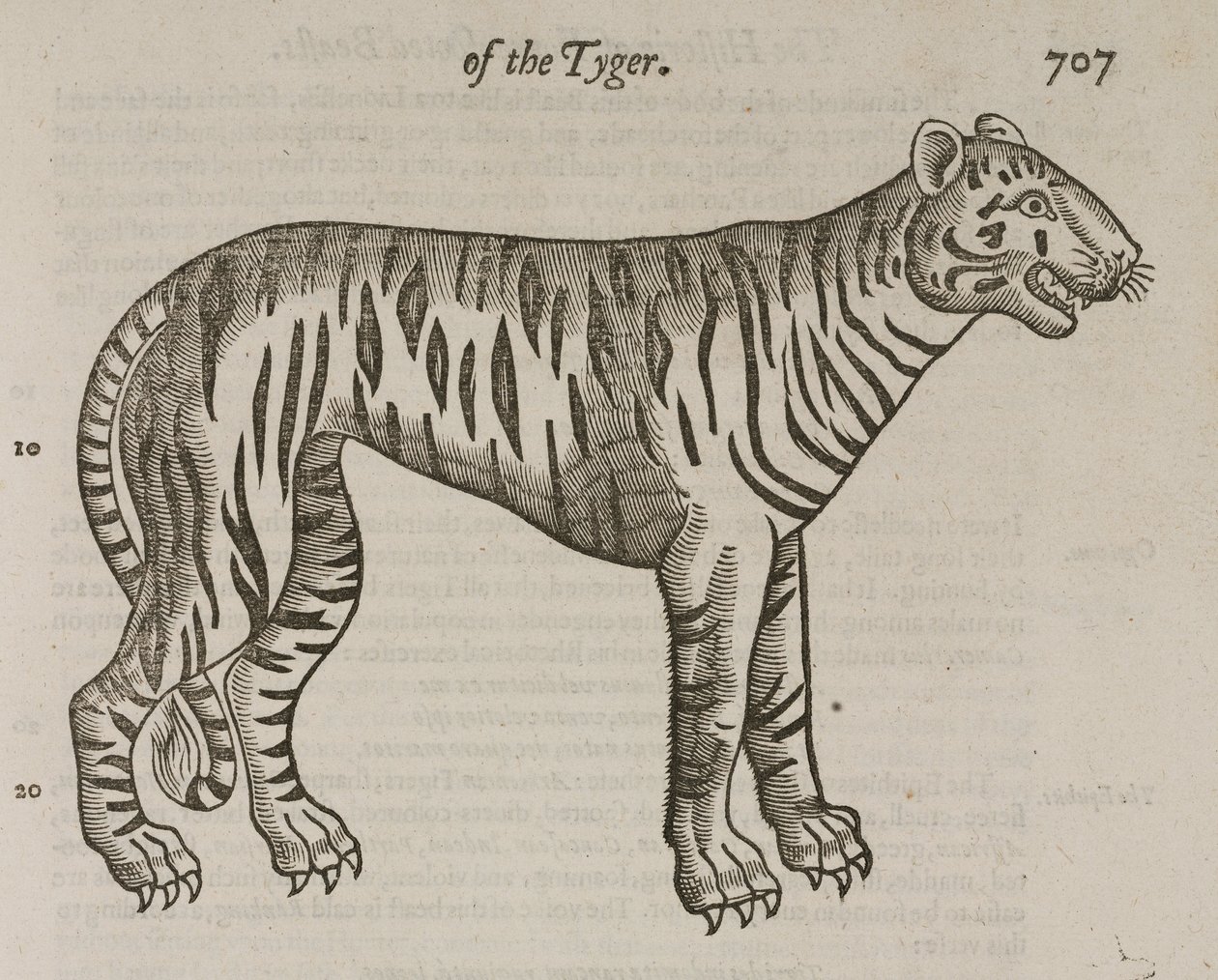 De Tijger door John Pardon