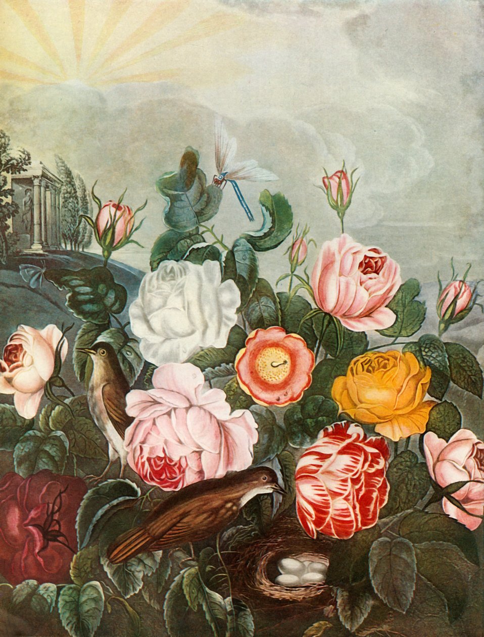 Rozen, c1805 door Richard Earlom