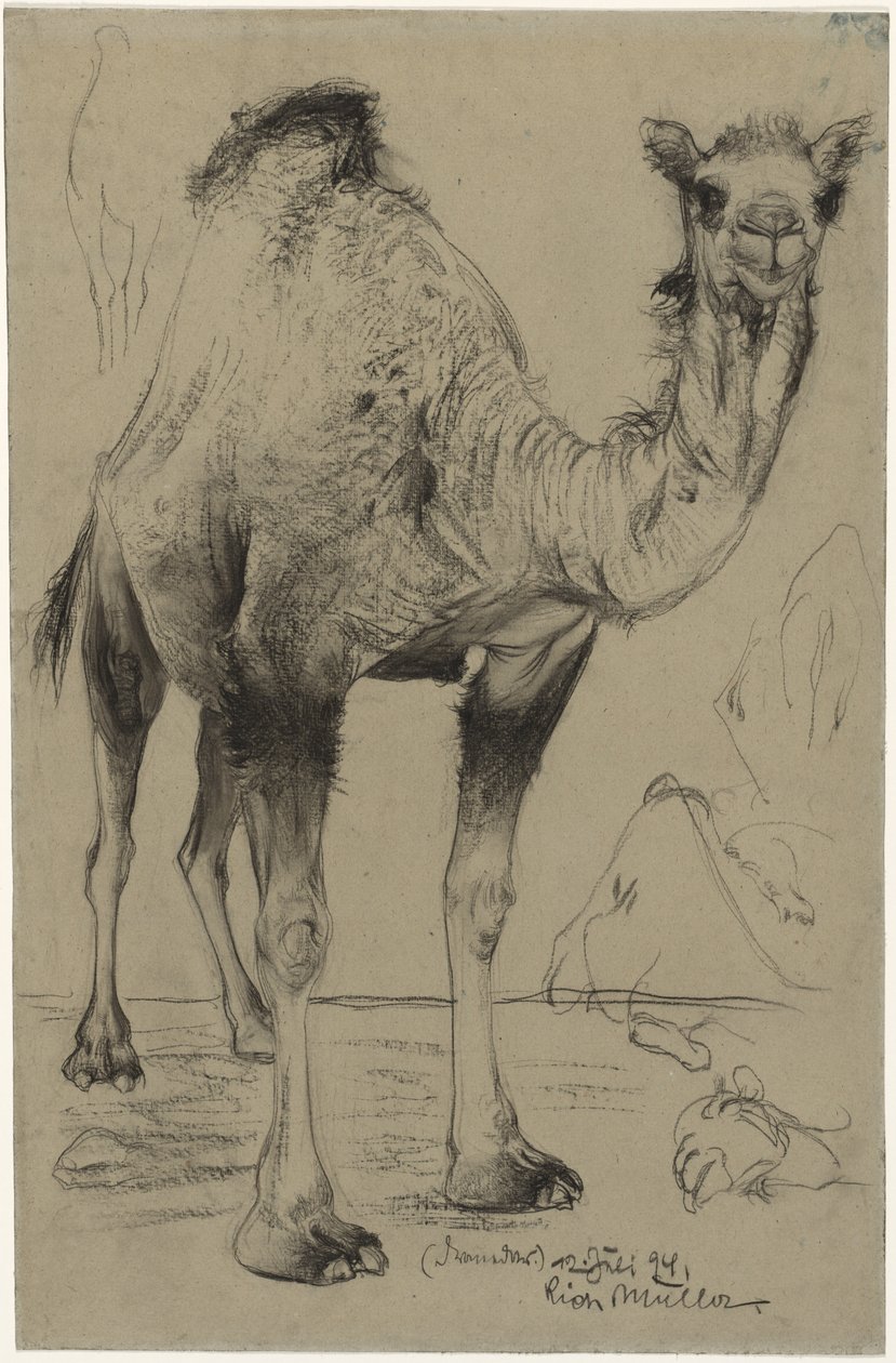 Dromedaris, 1894 door Richard Muller
