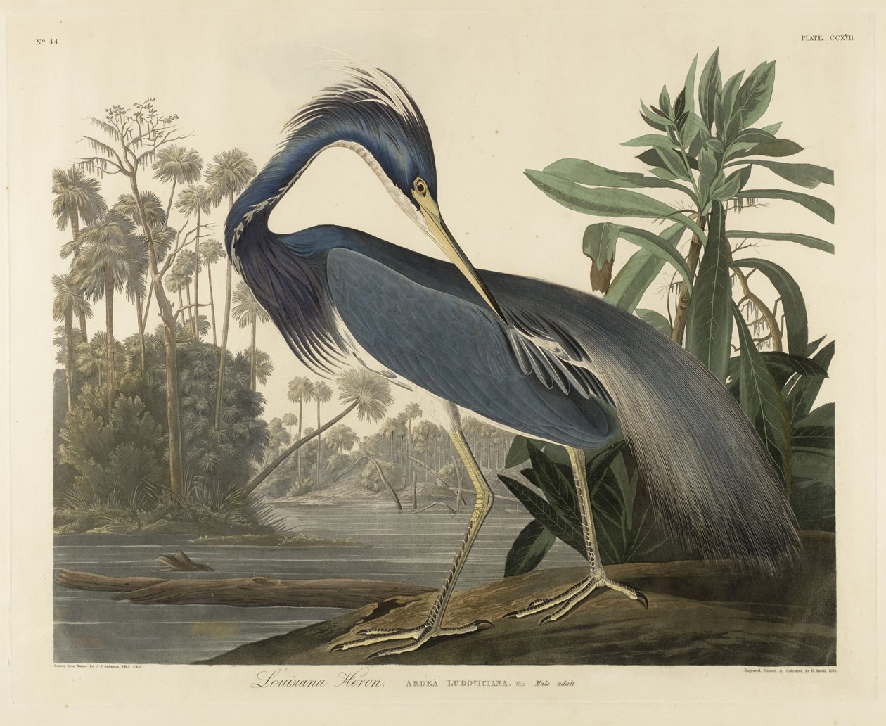 Louisiana Reiger door Robert the Younger Havell