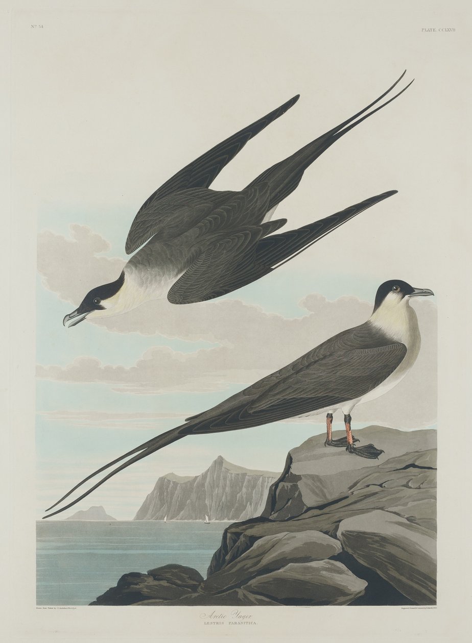 Arctische jager door Robert Havell