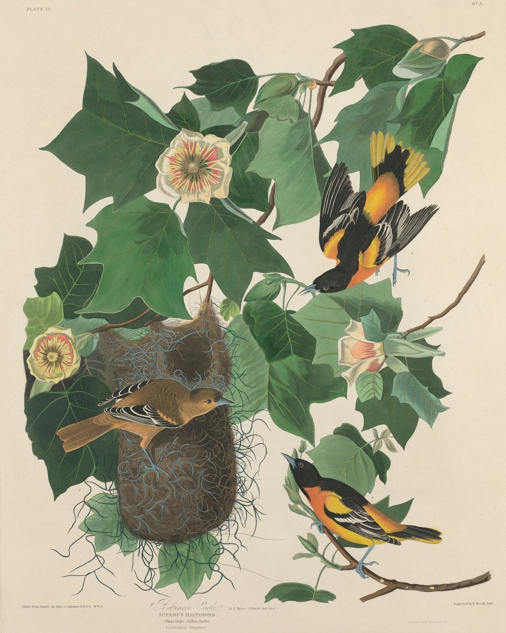 Baltimore Oriole door Robert Havell