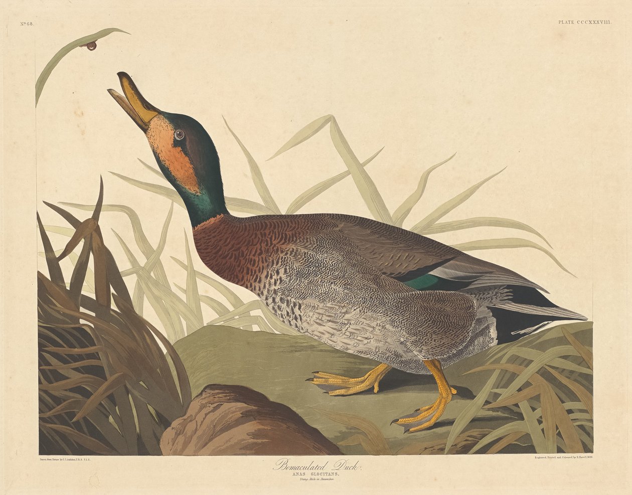 Bemaculated Eend, 1836 door Robert Havell
