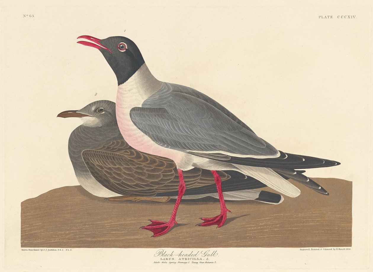 Zwartkopmeeuw door Robert Havell