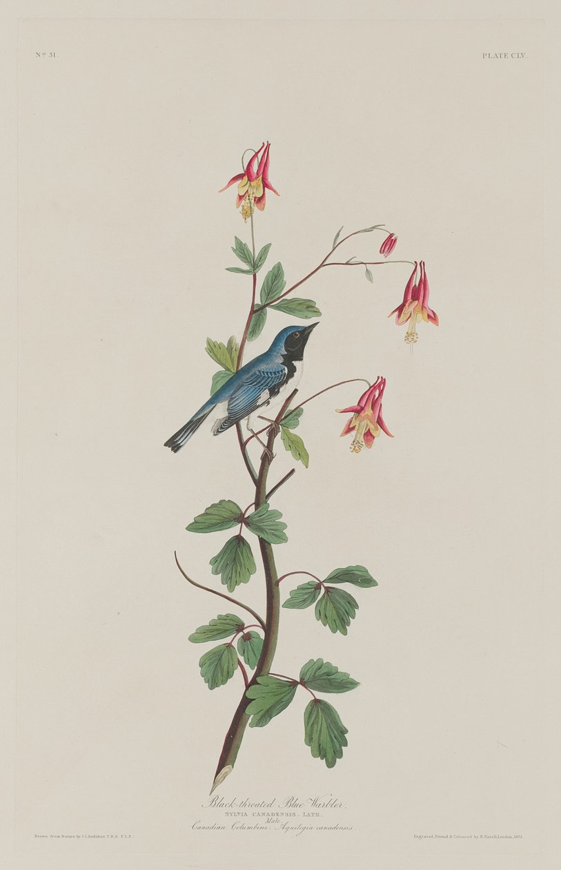Zwartkeelblauwe Zanger, 1832 door Robert Havell