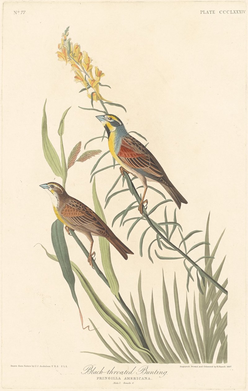 Zwartkeelgors door Robert Havell