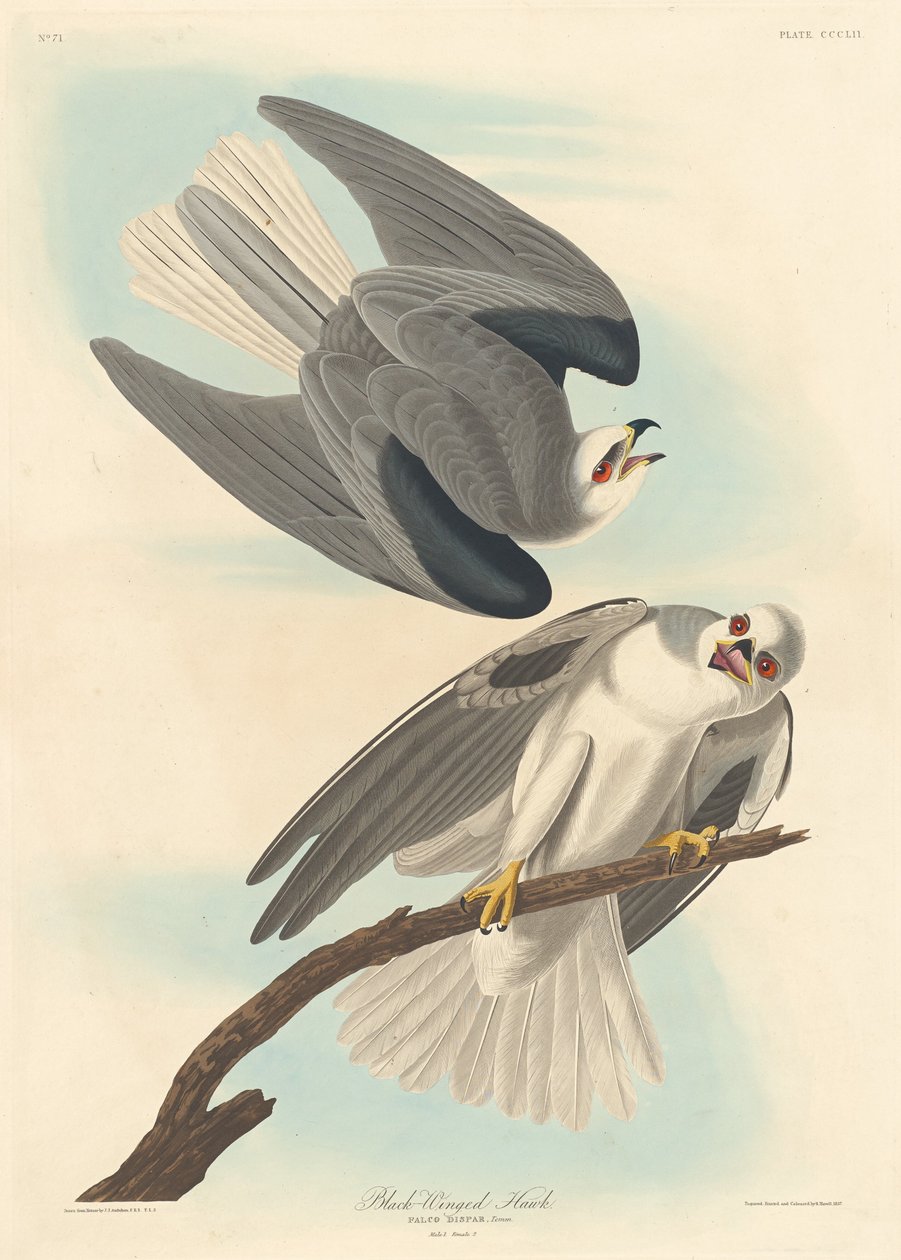Zwartgevleugelde havik, 1837 door Robert Havell