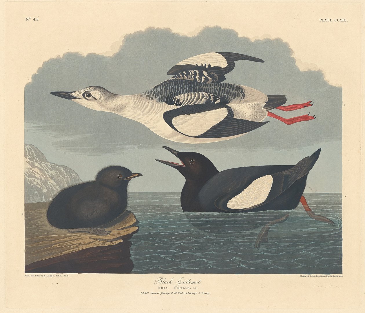 Zwarte zeekoet, 1834 door Robert Havell