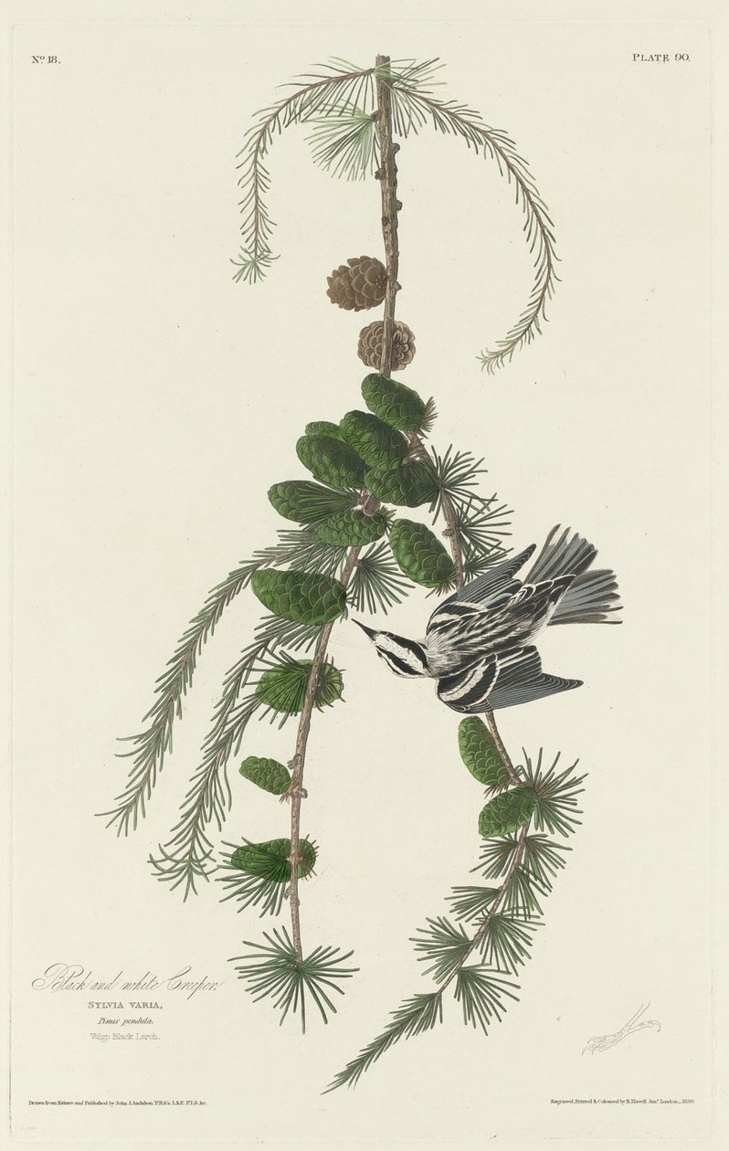 Zwart-witte kruiper, 1830 door Robert Havell