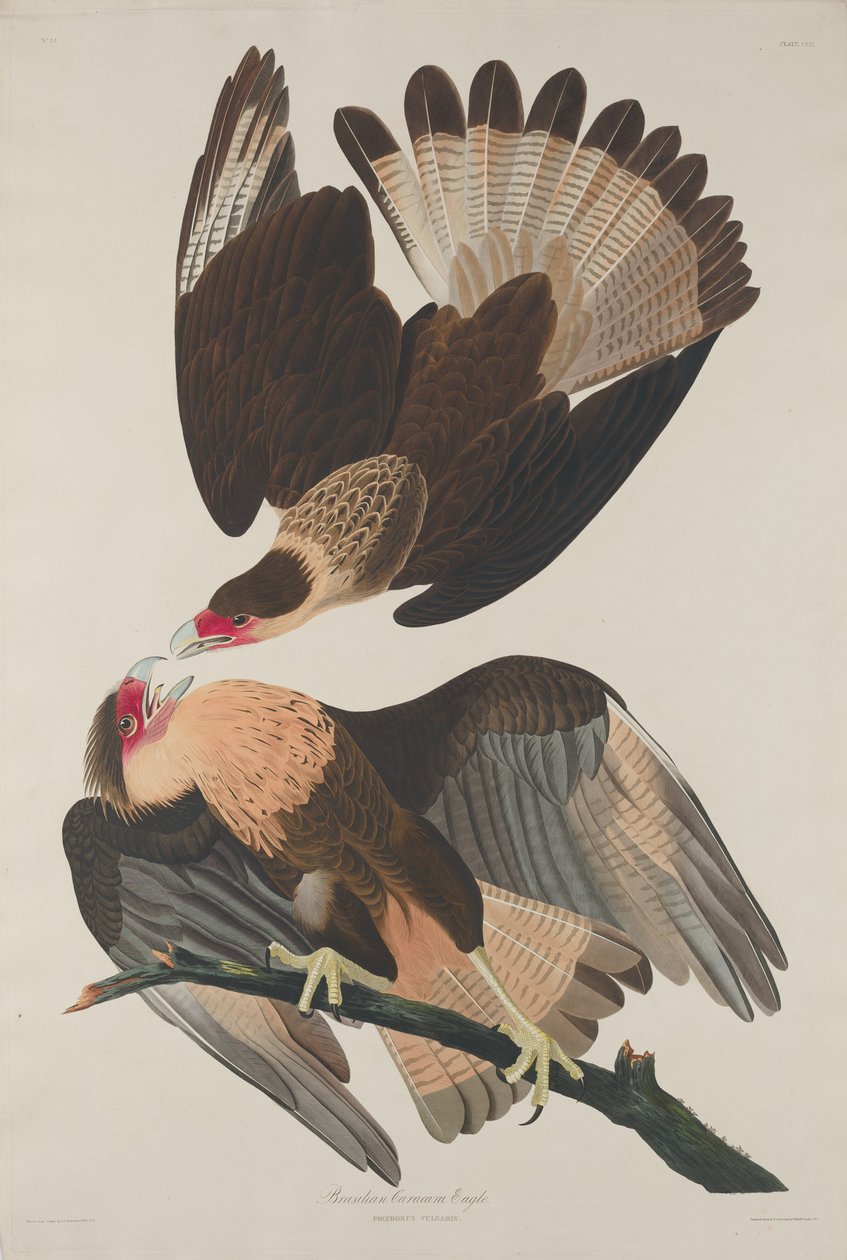 Braziliaanse Caracara Adelaar door Robert Havell