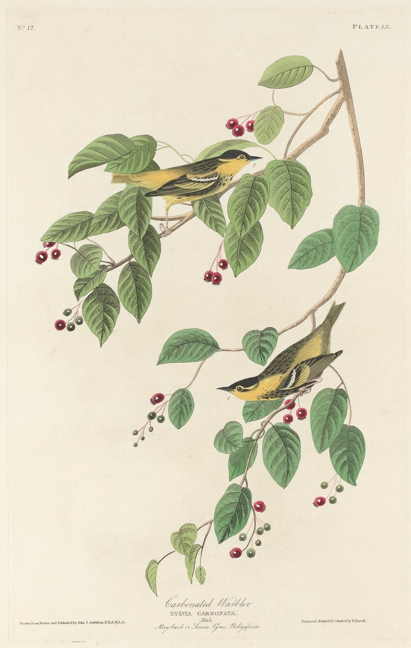 Koolmees, 1829 door Robert Havell