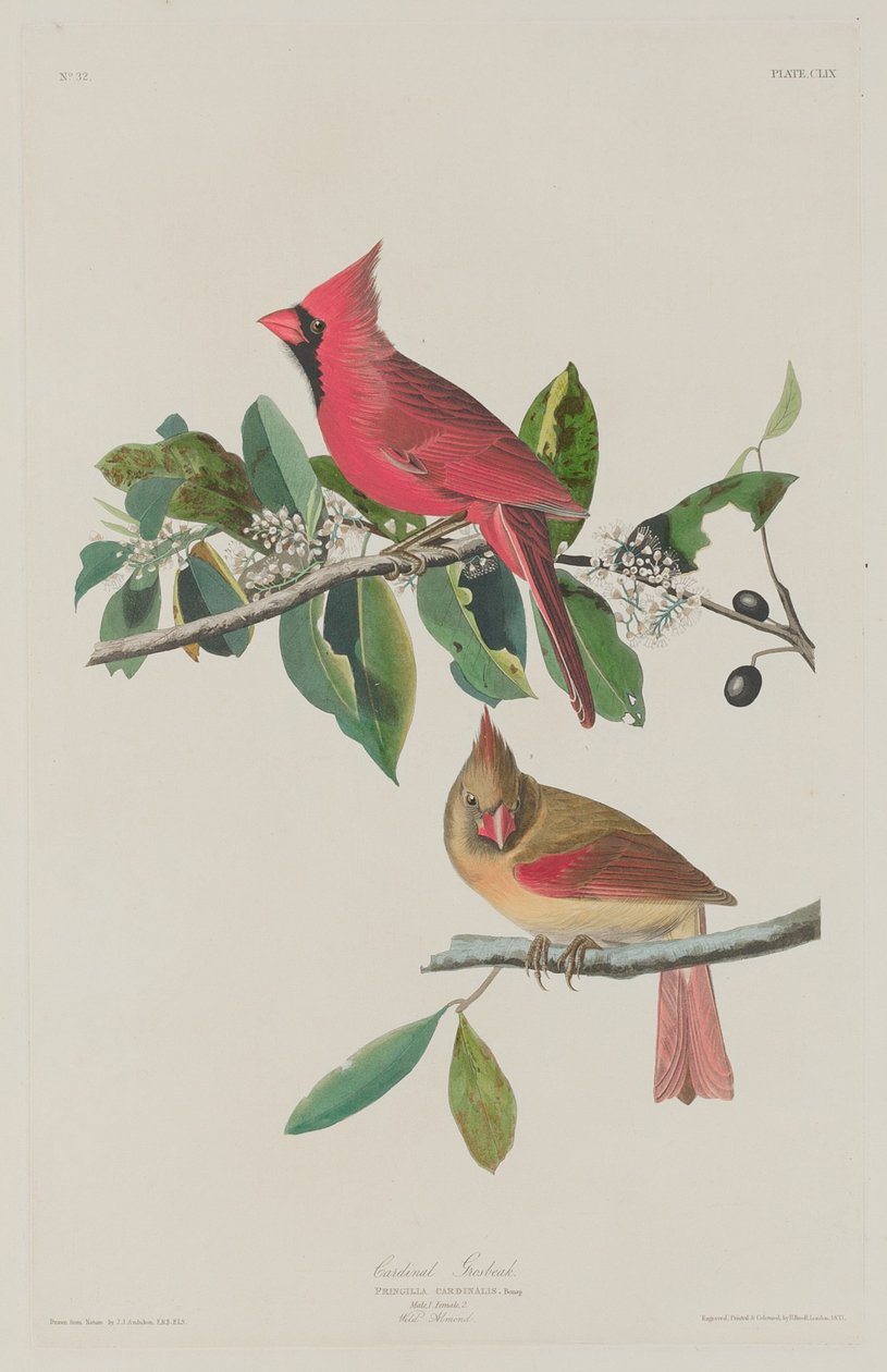 Kardinaal Grosbeak, 1833 door Robert Havell