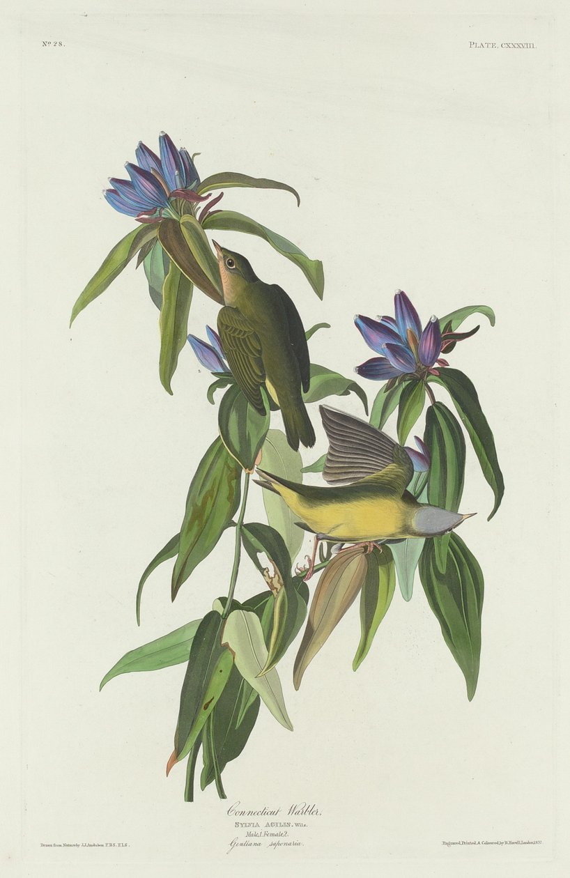 Connecticut Zanger, 1832 door Robert Havell