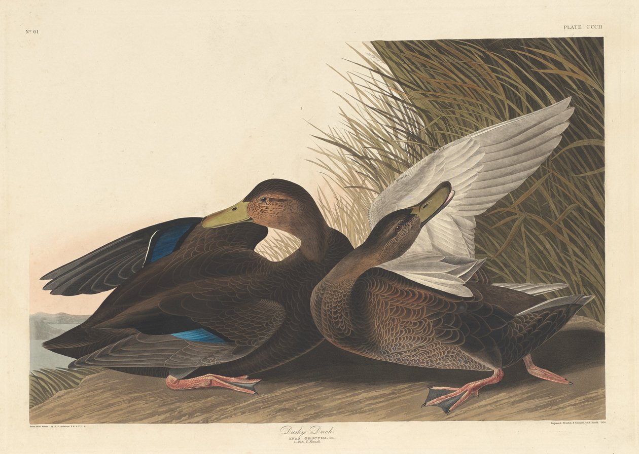 Donkere eend, 1836 door Robert Havell