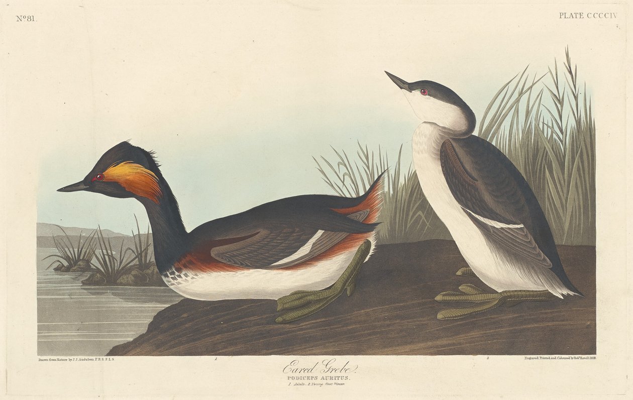 Geoorde Fuut, 1838 door Robert Havell