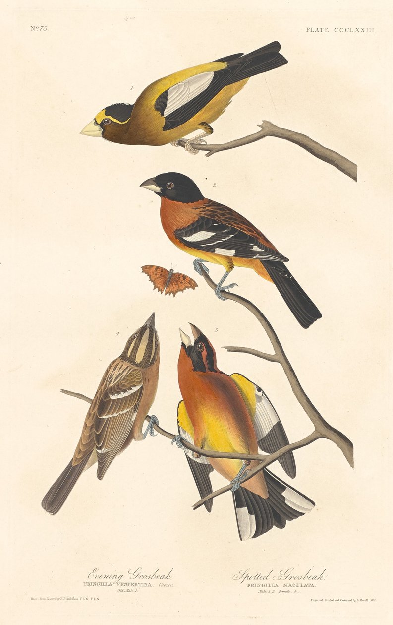 Avondgrosbeak en Gevlekte Grosbeak, 1837 door Robert Havell