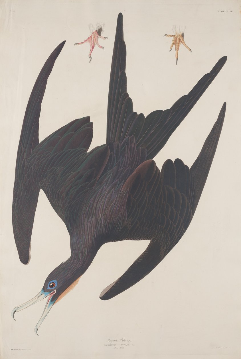 Fregat Pelican door Robert Havell
