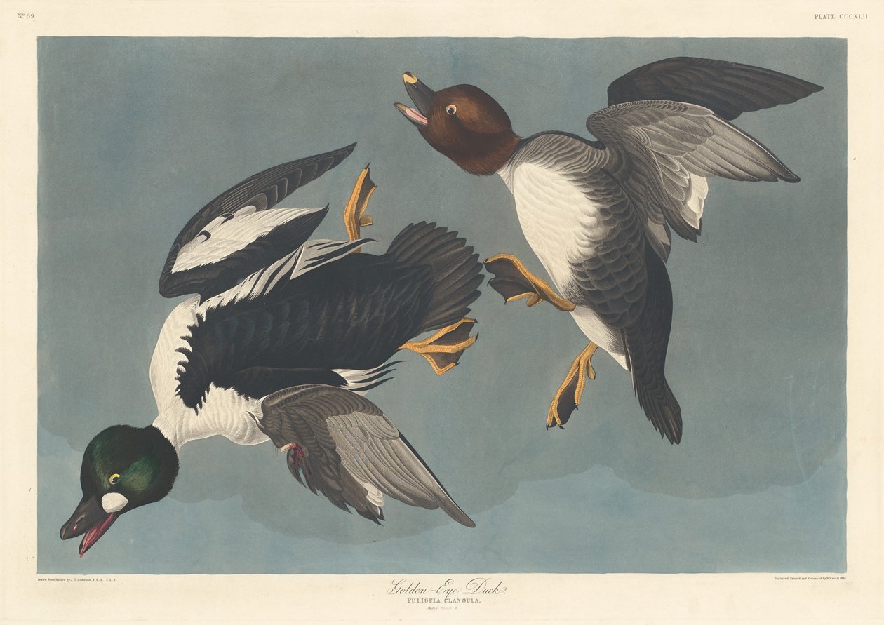 Brilduiker, 1836 door Robert Havell