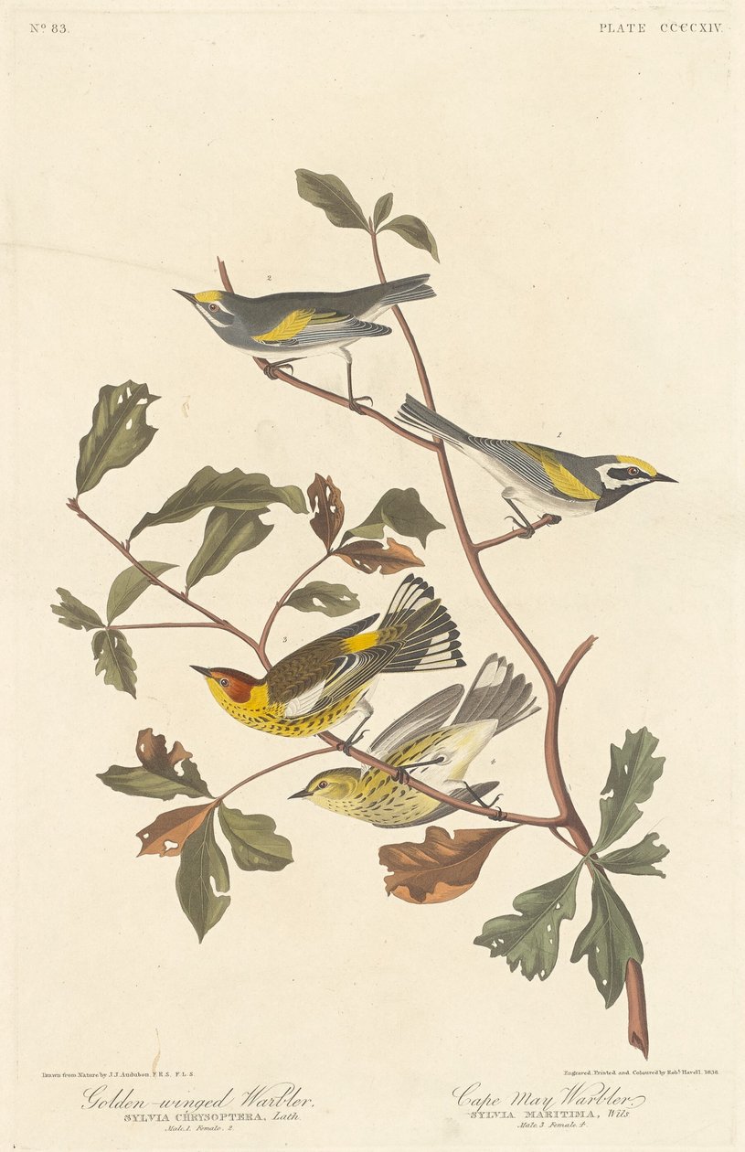 Goudvleugelzanger en Kaapse Mayzanger, 1838 door Robert Havell
